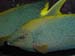 yellowtailwrasse.jpg
